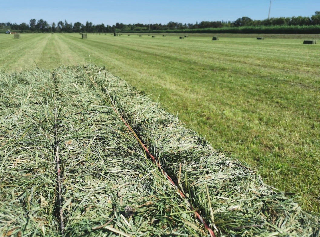 Foin de Crau pour lapin PRENIUM AOP-AOC bottes 30-40kg